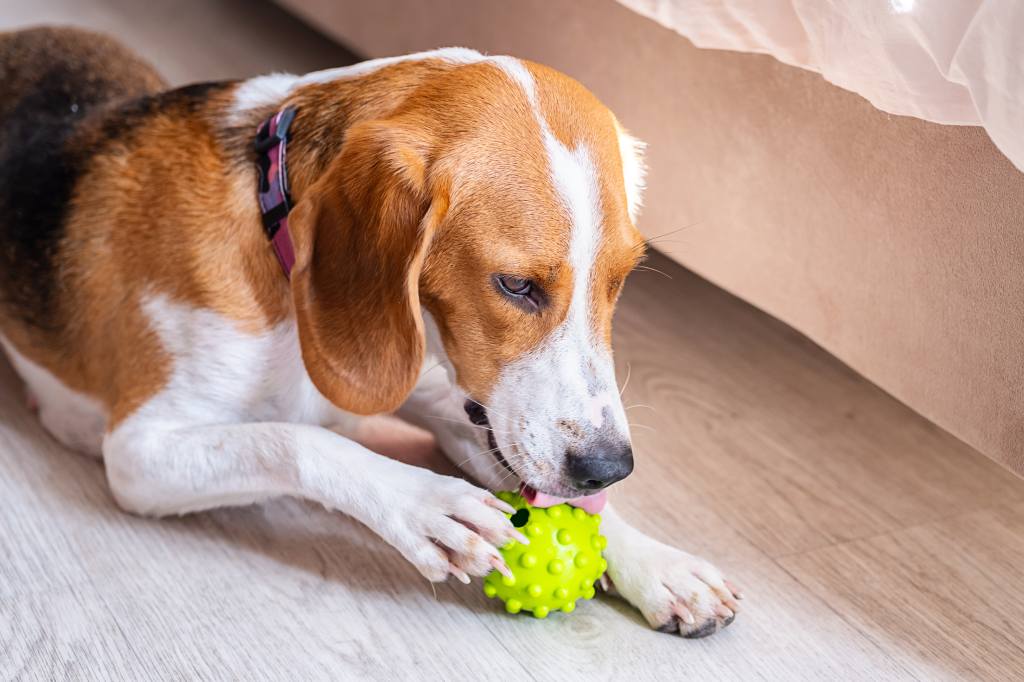 How To Get Your Dog To Play With Their Toys