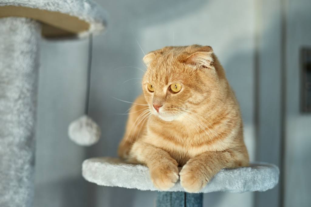 Keep Your Cat Chasing and Jumping With The Best Wand Toys