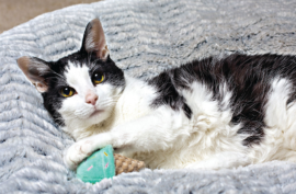 4 Common Cat Sleeping Positions: What Do They Tell You?