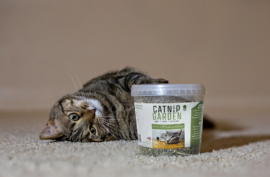 6 Best Cat Toys For Older Cats To Keep Them Engaged