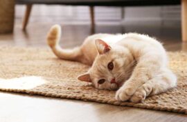 Signs That Your Cat Needs More Playtime