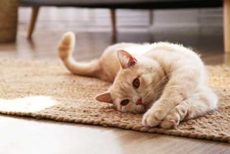 Signs That Your Cat Needs More Playtime