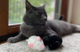 Best Cat Toys For Indoor Cats For Instant Excitement