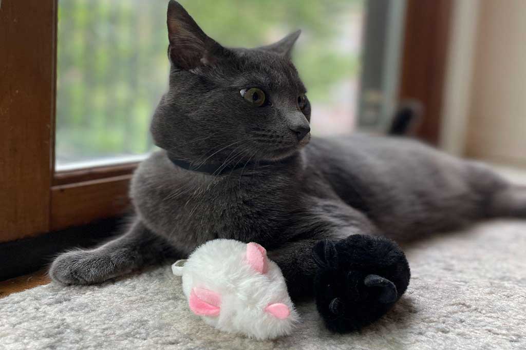 Best Cat Toys For Indoor Cats For Instant Excitement