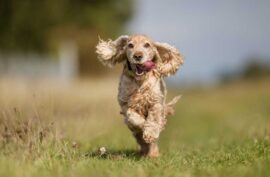 Best Toys For Cocker Spaniels Who Love To Play All Day