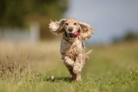 Best Toys For Cocker Spaniels Who Love To Play All Day