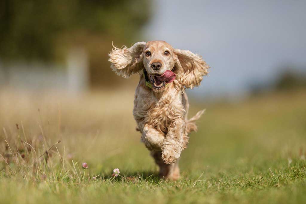Best Toys For Cocker Spaniels Who Love To Play All Day