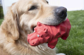 Top Reasons Why Your Dog Loves Squeaky Toys