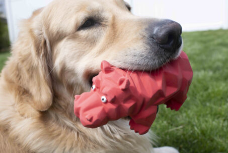 Top Reasons Why Your Dog Loves Squeaky Toys