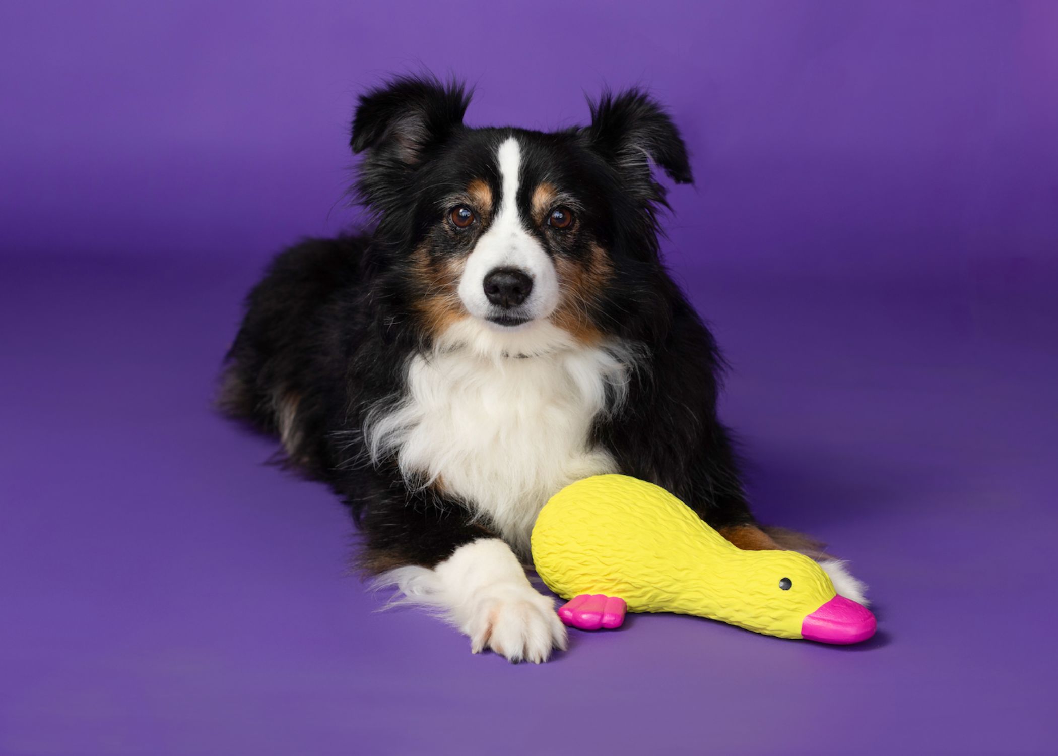 Latex Duckworth - Image 4