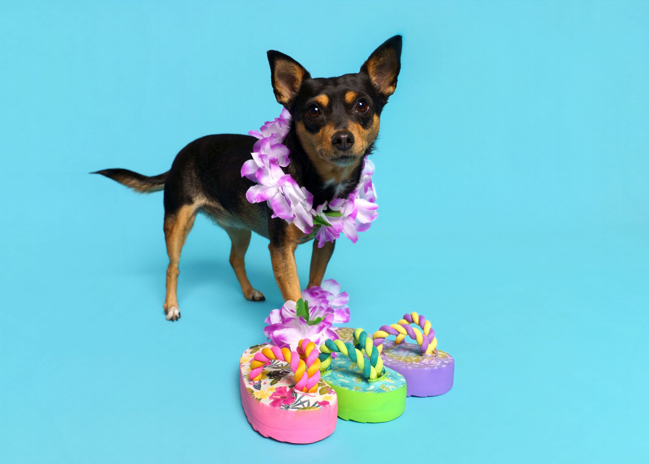 Small black and tan dog wearing a purple flower lei next to colorful rope-handled flip flop toys on blue background