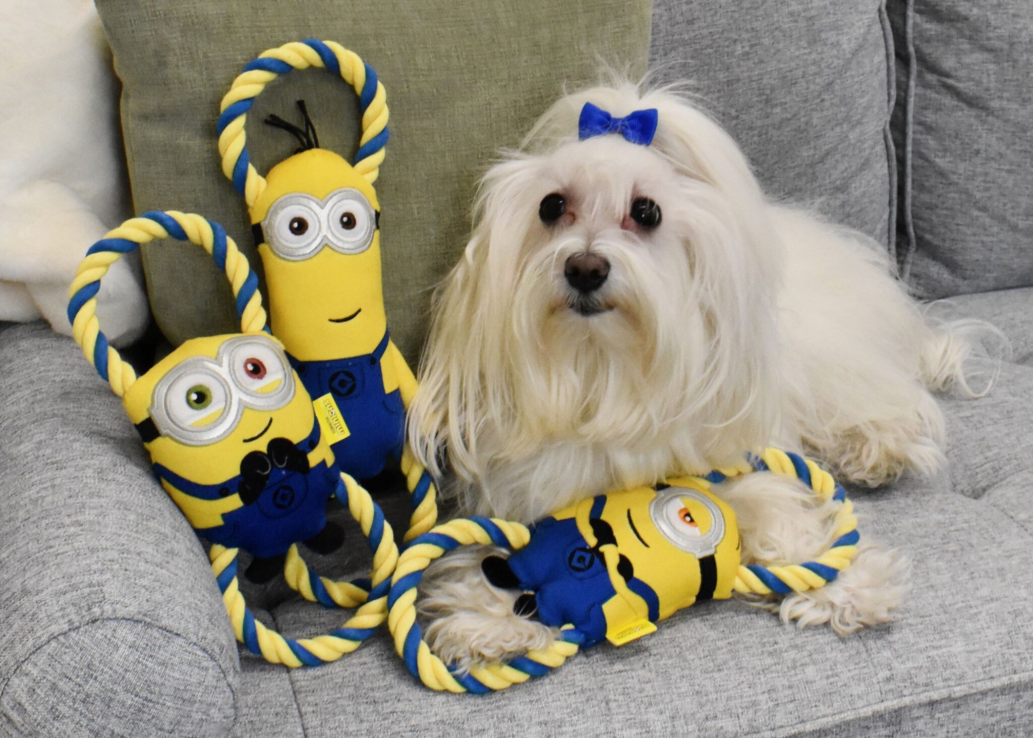 Minions Rope Tugs | Multipet