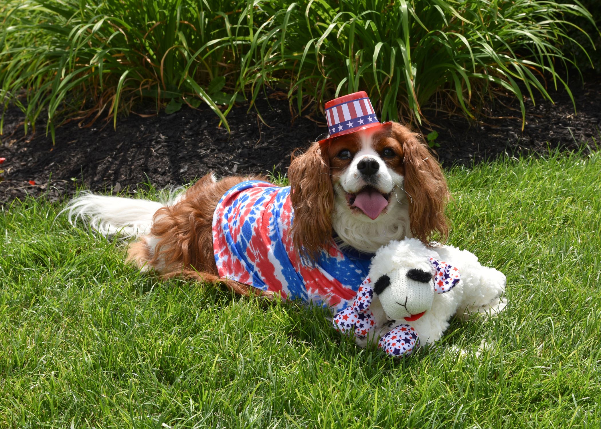 Patriotic Lamb Chop<sup>®</sup> - Image 5