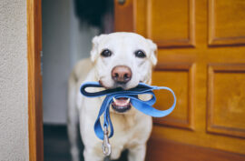 Dog waiting for walk. Labrador retriever standing with leash in mouth against door of house.