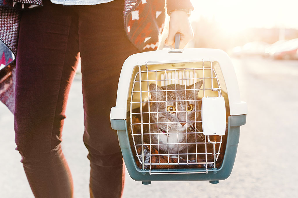 A Guide to Traveling with Your Cat