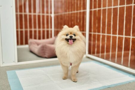 Are Puppy Pads A Good Ideas For Your Dog_