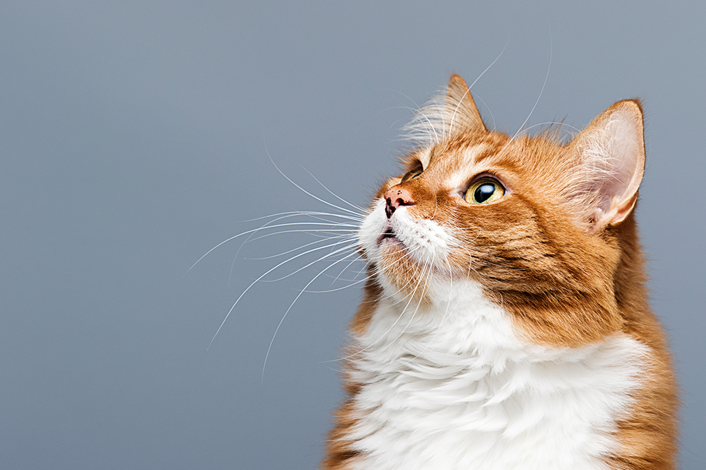Seven Best Cat Enrichment Toys To Stimulate Your Feline’s Mind
