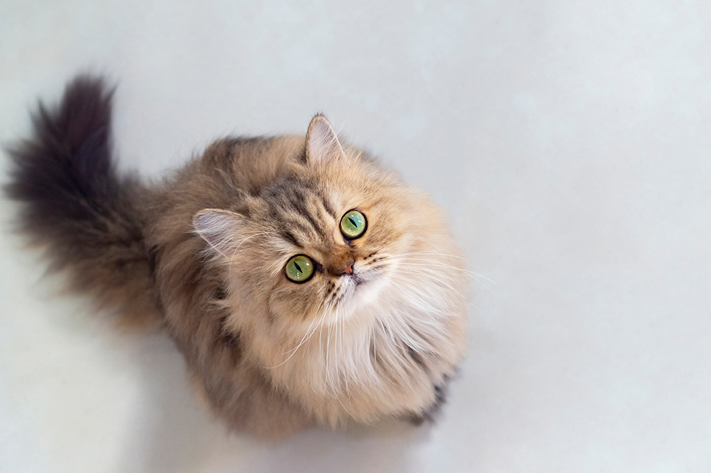 Four Best Toys Your Persian Cat Will Absolutely Adore