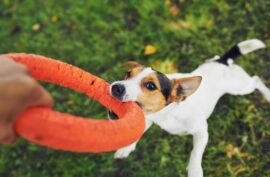 Burn Off Your Dog’s Energy With These Indoor Exercise Toys