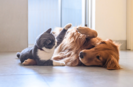 Can Dogs Play With Cat Toys?