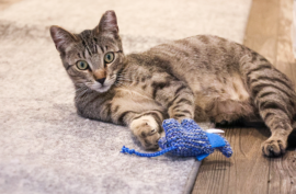 Can Interactive Cat Toys Mentally Stimulate Cats?