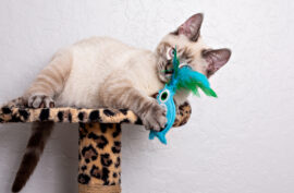 The Benefits Of Cat Toys
