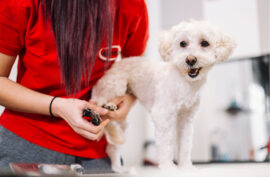 How Often Should You Trim Your Dog’s Nails?