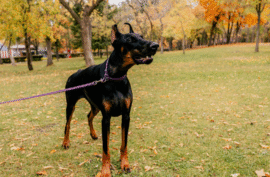 How Often Should You Let Your Dog Out To Pee?