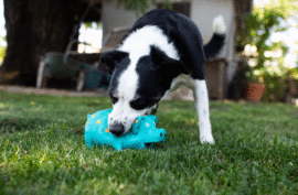 How To Care For A Deaf Dog The Right Way