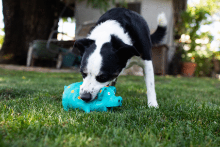 How To Care For A Deaf Dog The Right Way