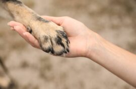 How To Clean Dog Paws At Home