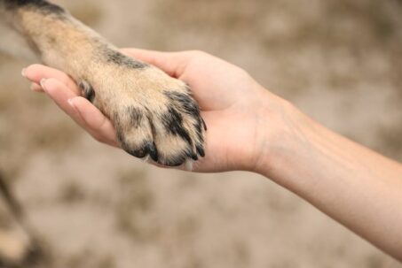How To Clean Dog Paws At Home