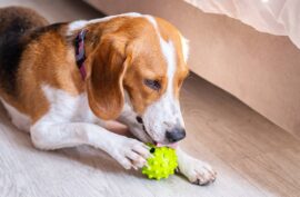 How To Get Your Dog To Play With Their Toys