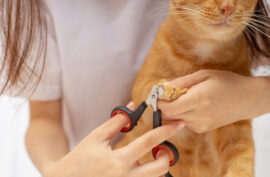 How to Make Cutting Your Cat's Nails Easy and Stress-Free