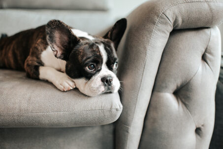 How to Spot Boredom in Dogs