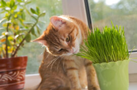 Giving Catnip To Your Cats: How Much Is Too Much?