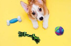 Corgi dog, toys, accessories and dry food on the yellow background. Top view. Space for a text.