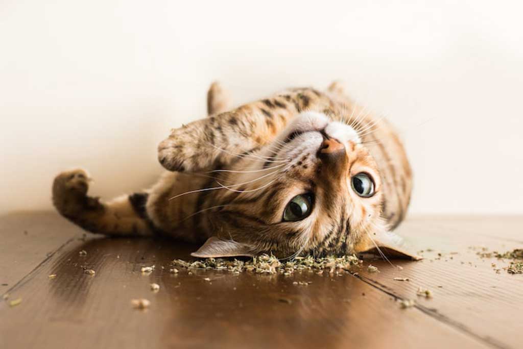 If you are a cat owner, you probably know just how much cats love catnip. The fragrant herb known as catnip originates from Asia, Africa, and Europe. Also known as field balm, catmint, and catwort, catnip has a lemony, minty scent that is simply irresistible to cats. In fact, some research shows that almost every type of cat enjoys catnip due to the euphoric feeling they get when they are around it. Still, you may be wondering what the effects of catnip are on cats? Additionally, is catnip safe? We’ll address all of this and more with the information below. The Effects of Catnip It may be funny to think of your pet getting a euphoric high, but that is essentially what happens when cats sniff catnip. The seeds, leaves, and stems of catnip are naturally infused with the oil “nepetalactone”, which helps stimulate cats’ pheromones. This results in an overwhelming sense of elation. With just a couple of whiffs, cats enter a state of total bliss. While catnip is beloved by most cats, not all cats respond to it. Younger kittens and older cats are less likely to be affected by catnip. Additionally, genetics play a role in whether or not cats like catnip. Their receptivity and sensitivity to the herb can usually be determined when cats are between three to six months old. According to experts, approximately one in two cats are sensitive to catnip. Fun fact: Did you know that most Australian cats are usually not affected by catnip because they lack the gene that stimulates the sense of euphoria? How cats react to catnip is another story. Some cats become aggressively playful and rambunctious, while others mellow out and calm down. Catnip Can be Used as in Toys and for Training Since cats have been proven to repeatedly respond to catnip, it is often used as an effective training aid to help reinforce positive behavior in the home. For example, if you want to prevent your feline from scratching furniture at home, consider rubbing a scratching post incorporated with the herb to make it more attractive and appealing. If you recently bought a new cat bed and want your pet to adapt to sleeping on it, it might be useful to sprinkle some of the herb on top so your cat will be drawn to the bed. Additionally, catnip can be great for new cats getting acclimated to new environments. Giving them catnip may help ease feelings of anxiety. Many cat toys contain catnip, making it easy for owners to incorporate the herb into regular playtime. If you’re looking for a DIY solution, however, you can make catnip toys yourself! How to Make Your Own Catnip Cat Toy: 1. Take a clean sock and sprinkle a bunch of catnip inside. 2. Tie a knot at the opening of the sock and you have a DIY cat toy! Another option is to make a cat crinkle toy with catnip. All you need to do is put catnip inside a crumpled paper bag and scrunch it into a ball. Before you know it, they’ll be keeping themselves entertained and amused for hours to come! The Type of Catnip Matters How your feline friend reacts to catnip boils down to how much nepetalactone is in it. Toys that have a higher nepetalactone content tend to garner a positive reaction in cats, helping them positively associate behaviors with rewards. Most people find that it does not matter whether the catnip is fresh or dried. Catnip sprays, however, may be less effective as they tend to contain low nepetalactone levels. Get Your Catnip from Multipet Catnip is safe and non-addictive for cats. If you’re looking for high quality catnip and catnip products, be sure to check out Multipet’s collection today!