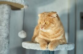 Keep Your Cat Chasing and Jumping With The Best Wand Toys