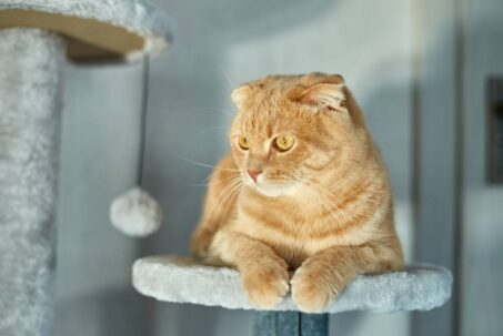 Keep Your Cat Chasing and Jumping With The Best Wand Toys