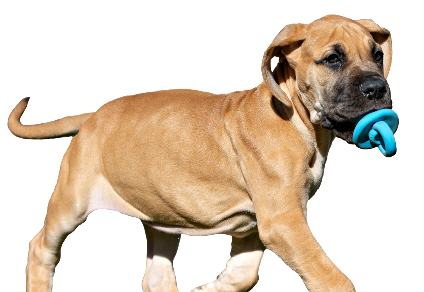 multipet pacifier dog toy