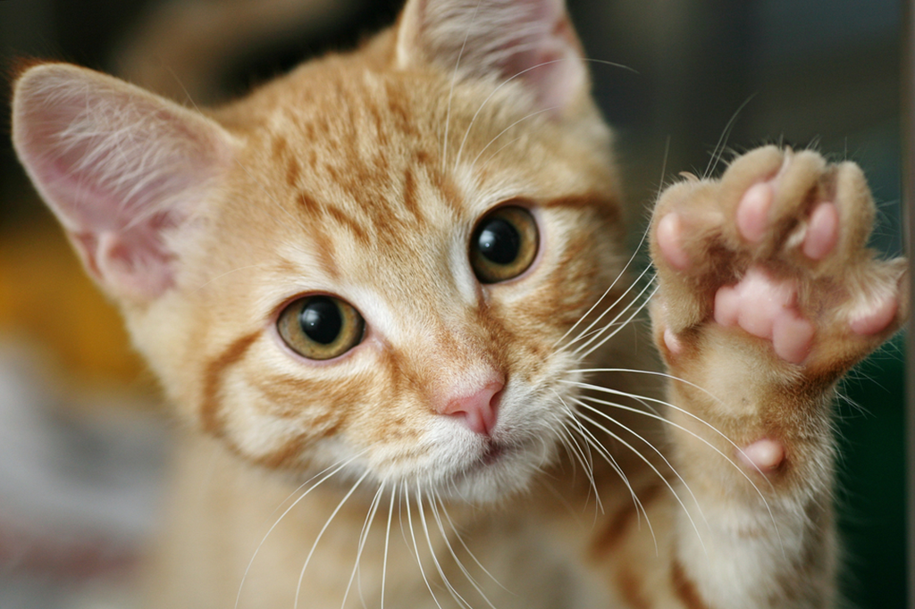 Practical Tips For Cat Paw Care