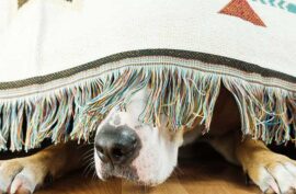 The dog is hiding under the sofa and afraid to go out. The concept of dog's anxiety about thunderstorm,