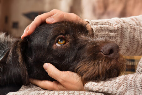 Three Tips for Easing Your Dog’s Separation Anxiety