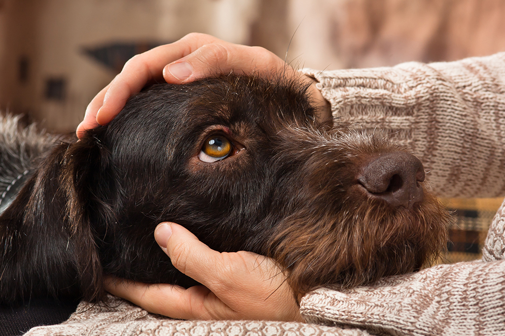Three Tips for Easing Your Dog’s Separation Anxiety