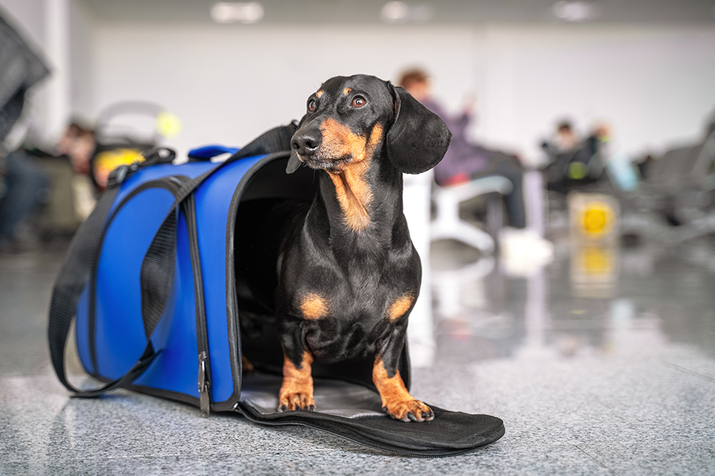 Tips For Traveling with Your Dog