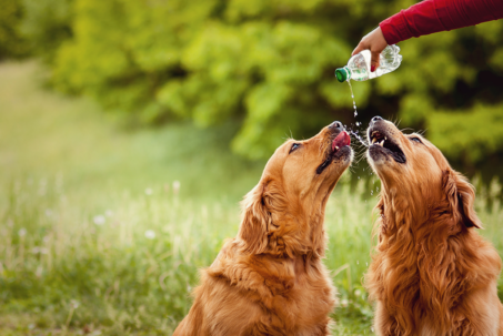 Tips On How To Trick Your Dog Into Drinking Water