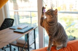 What Should You Do If Your Cat Eats Feather From Toys_