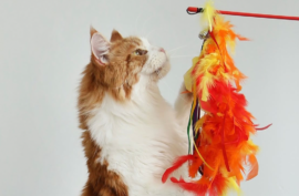 Seven Best Interactive Cat Toys That Stimulate And Entertain