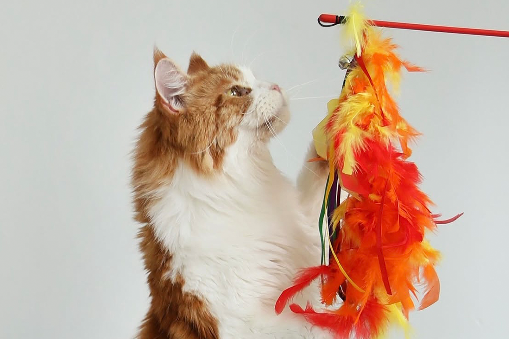 Seven Best Interactive Cat Toys That Stimulate And Entertain